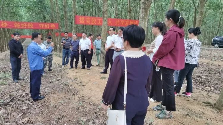 全國(guó)割膠冠軍張健給各單位學(xué)員做標(biāo)準(zhǔn)化膠園建設(shè)及割膠技術(shù)的經(jīng)驗(yàn)介紹。.jpg